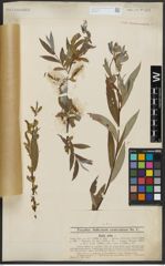 Foto von Salix alba L.